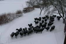 images/Unsere-Tiere/schneeschafe 2016.png